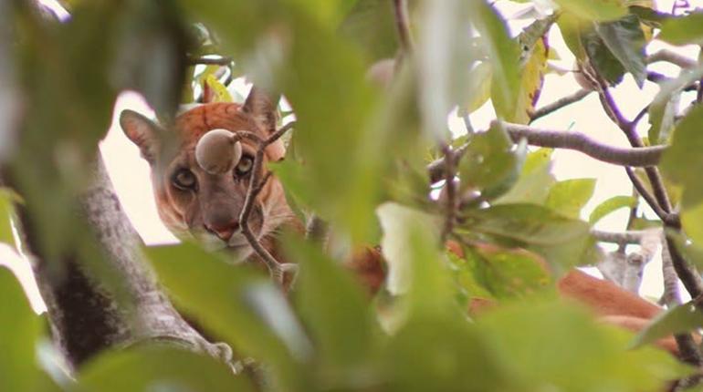 Autoridades de Santa Cruz rescataron a un puma adulto en San José.jpg